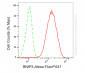 KD-Validated Anti-BNIP3 Rabbit Monoclonal Antibody